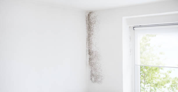 Best Water Damage & Mold Remediation  in Avoca, IA