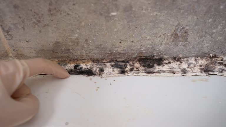 Best Biohazard Mold Removal  in Avoca, IA