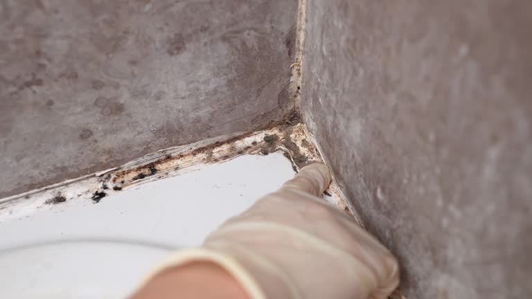 Biohazard Mold Removal in Avoca, IA